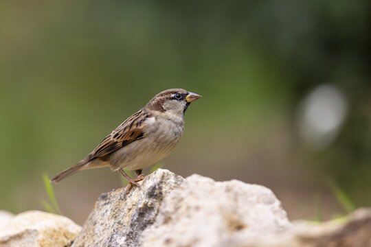 House sparrow (Passer domesticus) at a drinking trough, wildlife, Germany