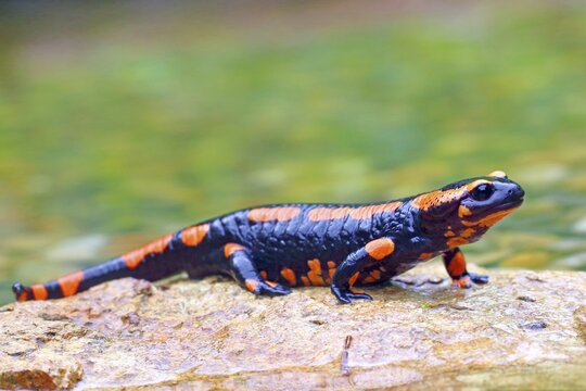 Orange Fire salamander (Salamandra salamandra), Rare colour variation, Solms, Hesse, Germany