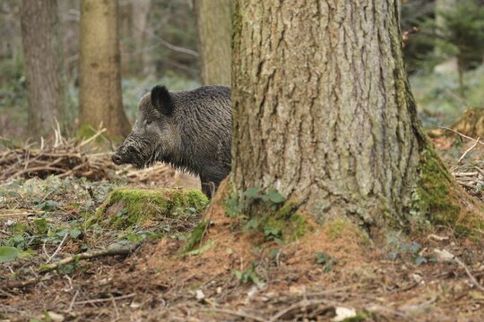 Wild boar (Sus scrofa) Boar leaping out from behind a fir tree (Abies), Allg&auml;u, Bavaria, Germany