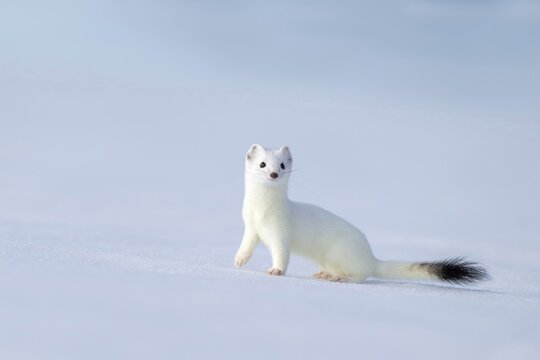 Ermine or large weasel (Mustela erminea), in winter fur, Eggen, Terfens, Tyrol, Austria