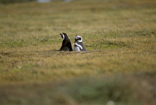 Magellanic Penguins (Spheniscus magellanicus) looking out of their cave, near Punta Arenas, Patagonia, Chile