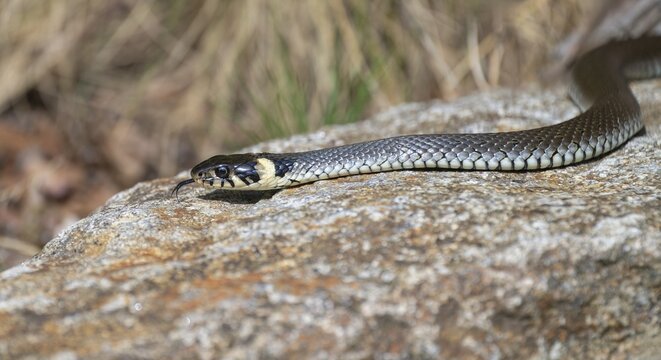 Grass snake (Natrix natrix) slithering over rocks, Germany