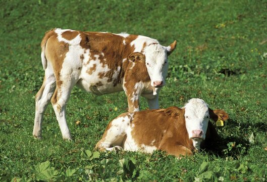 Two bavarian calfs