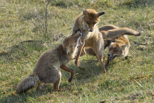Red fox (Vulpes vulpes) fighting, Netherlands