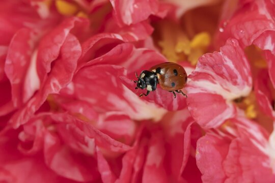 Seven-spot ladybird (Coccinella septempunctata) adult insect on a garden Camellia flower in the spring, Suffolk, England, United Kingdom