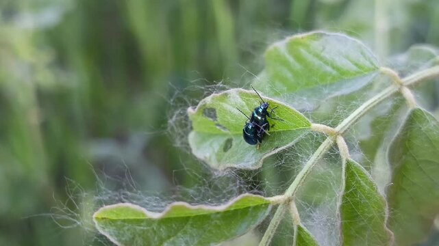Two Leaf beetles chrysomelidae on the leaves of the bush during propagation