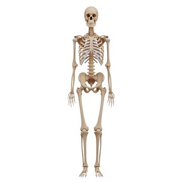 Anatomical human skeleton model standing upright.