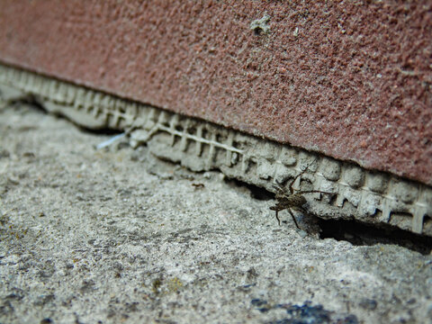 Small spider camouflaged on rough concrete near a wall. The arachnid appears to be a wolf spider from the Lycosidae family.
