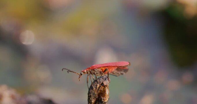 Red net-winged beetle showcases breeding behaviour closeup, releasing scent cues on a warm summer day