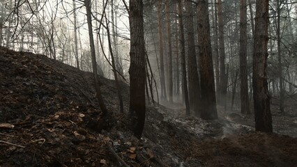 Fototapeta premium Quiet Postfire Environment Illustrating Blackened Terrain And Faint Smoky Atmosphere Across Ruins . Stock clip