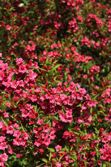 Obraz premium Close-up of Weigelia or Weigela bush in bloom on springtime on a sunny day. Weigelia pink flowers on branches