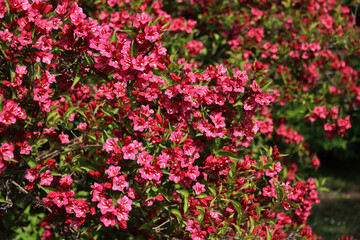Obraz premium Close-up of Weigelia or Weigela bush in bloom on springtime on a sunny day. Weigelia pink flowers on branches