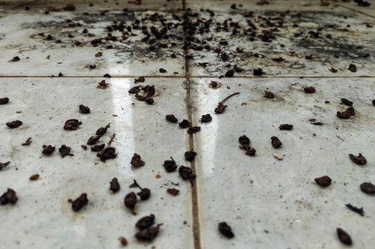 Close-up view of bat guano scattered across ceramic tiles
