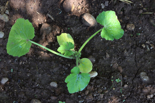 Top view of Zucchini plant growing in the vegetable garden. Cucurbita pepo