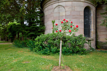 A beautiful red standard rose tree blooming on a green grass lawn near an ancient stone church...