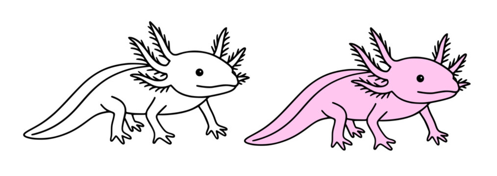 Axolotl minimalist icon, line art and colored, for coloring page