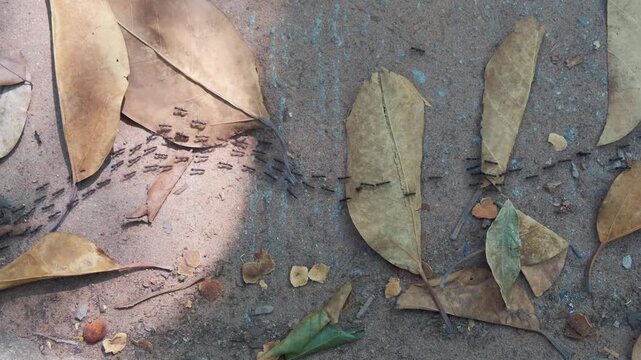 Colony of black ants walking on the rocks looking for food