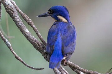Naklejka premium Australian Azure Kingfisher perched on tree branch