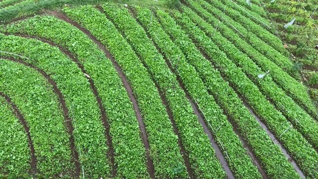 4k high angle video footage of A plantation in Tawangmangu, Indonesia, featuring neatly arranged crops in curved and straight patterns, viewed from above.