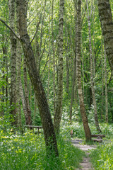 Fototapeta premium A green birch forest on a clear sunny day in summer