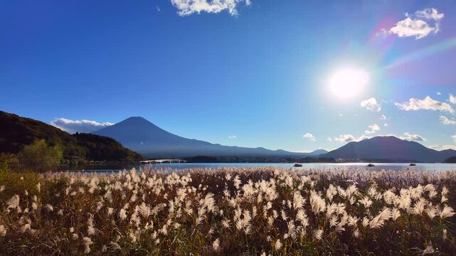 河口湖から見た秋の富士山とススキ