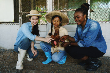 Farmers are checking the health of chickens on the farm in preparation for export.  © eakarat