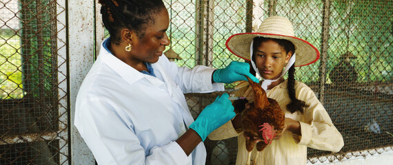 Farmers are checking the health of chickens on the farm in preparation for export.  © eakarat