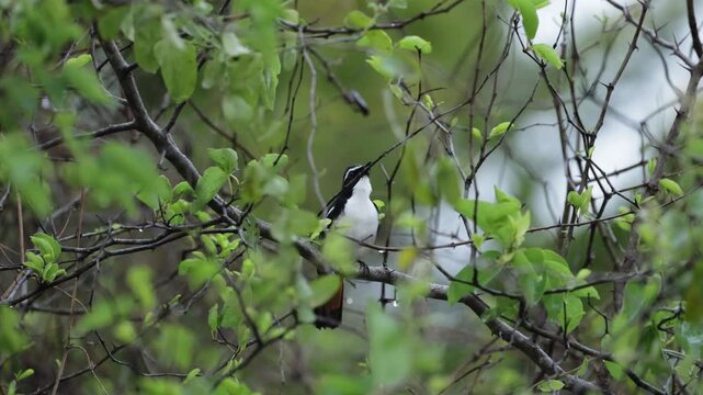  A White-throated Robin-Chat singing early in the morning