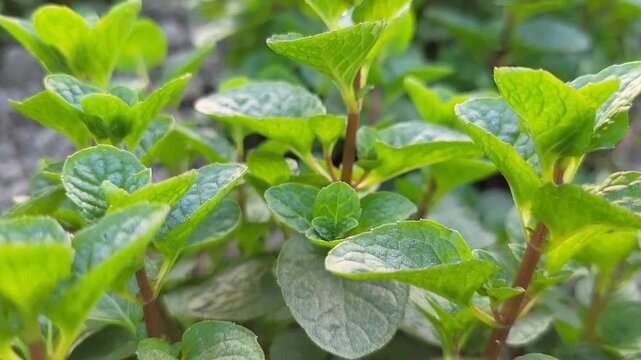 Spearmint, or spear mint plant growing in home garden, Spearmint (Mentha spicata), also known as garden mint, common mint, lamb mint 