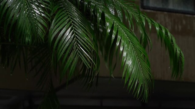 Wet palm leaves over city balcony at night with reflective sheen rooftop gardener moment showing rain slick fronds, dim urban background, lamp glow and quiet evening atmosphere