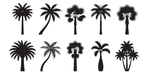 Fototapeta premium Silhouette of a Palm Tree Frond Against a White Background