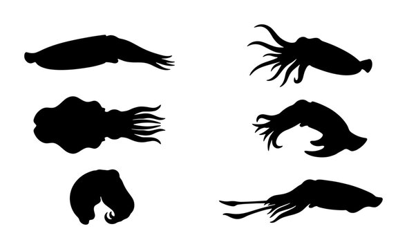 Cuttlefish Silhouettes, Marine Life Vector Icons, Cephalopod Underwater Creatures Collection