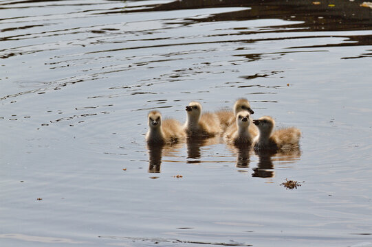 Canetons polaires nageant ensemble dans l&rsquo;eau calme
