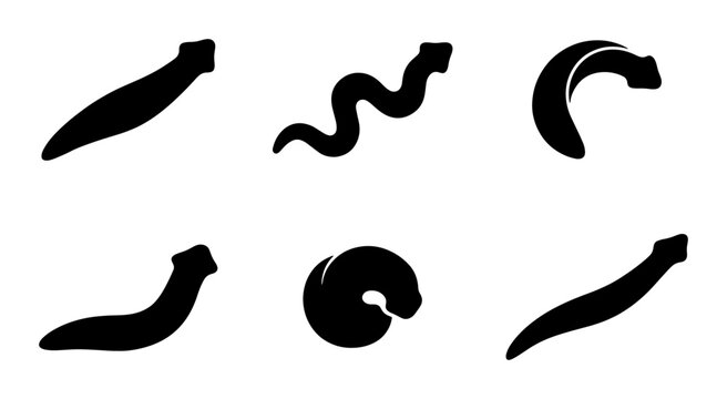 Flatworm Silhouettes, Planarian Shapes, Simple Worm Icons, Biology Vector Set