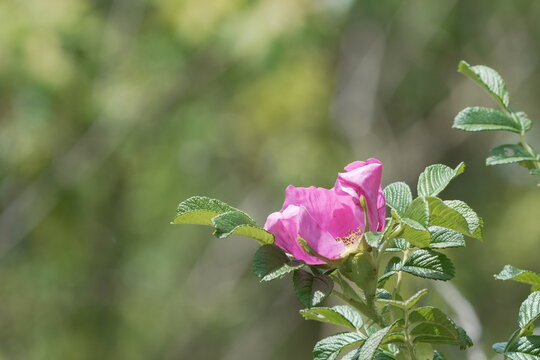 Rugosa Rose Flower in Natural Light