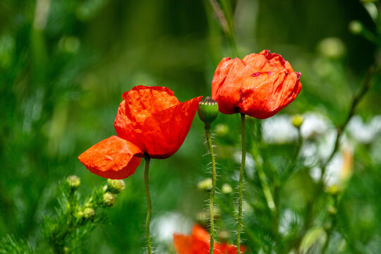 Leuchtend rote Mohnblumen auf einer artenreichen Sommerwiese