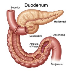 Fototapeta premium Anatomical diagram of the human duodenum sections.