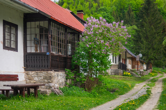 View of the Former charcoal burners' settlement Bukovec with traditional houses and a blooming lilac bush along a dirt path in Motycky, Banskobystricky kraj, Slovakia.