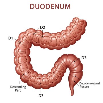 Detailed anatomical illustration of the duodenum sections.