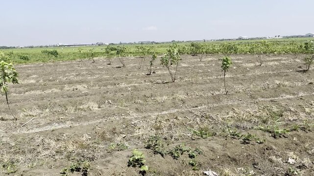 Young tree seedlings planted in dry agricultural land field