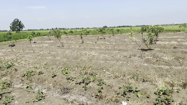 Young cassava plants growing in wide agricultural field