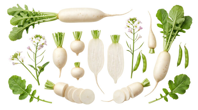 Fresh white daikon radish collection, organic mooli root vegetable set with green leaves and slices, raw asian radish ingredients for cooking isolated PNG with Transparent Background