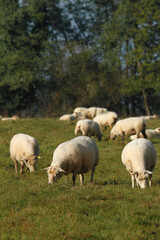 Fototapeta premium moutons