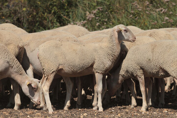 Moutons - Berrichons de l'Indre © saxoph