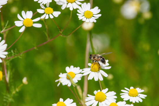 Insekt auf bl&uuml;hender Margerite zwischen bunten Sommerblumen einer artenreichen Wiesenlandschaft