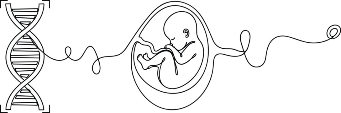 Minimalist continuous line art vector illustration of human fetus in womb connected to a DNA helix structure.