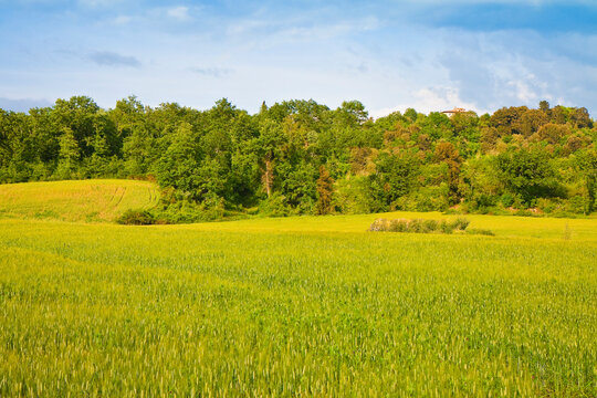 Vacant land with green area, field and forest of trees in the background - Spring season - Italy, Tuscany