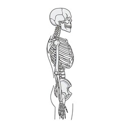 Fototapeta premium Line drawing of human skeleton anatomy front view.