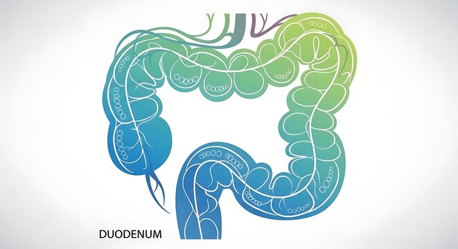 3D illustration of human digestive system duodenum anatomy.