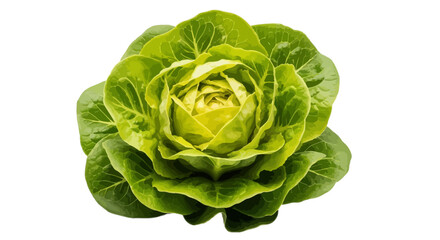 Fototapeta premium Fresh green cabbage, vegetable, leafy produce, healthy food isolated on White Background Editable EPS